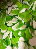 Grenouille verte lisse - 100g